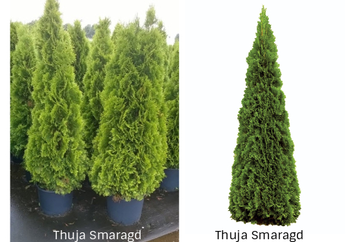 Thuja hekkplante, tett og høy