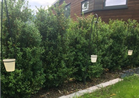 Buksbom hekk plantet i Asker, tett og grønn