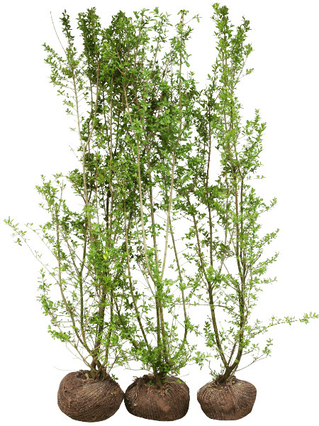 Liguster Liga hekk, vanlig ferdighekk