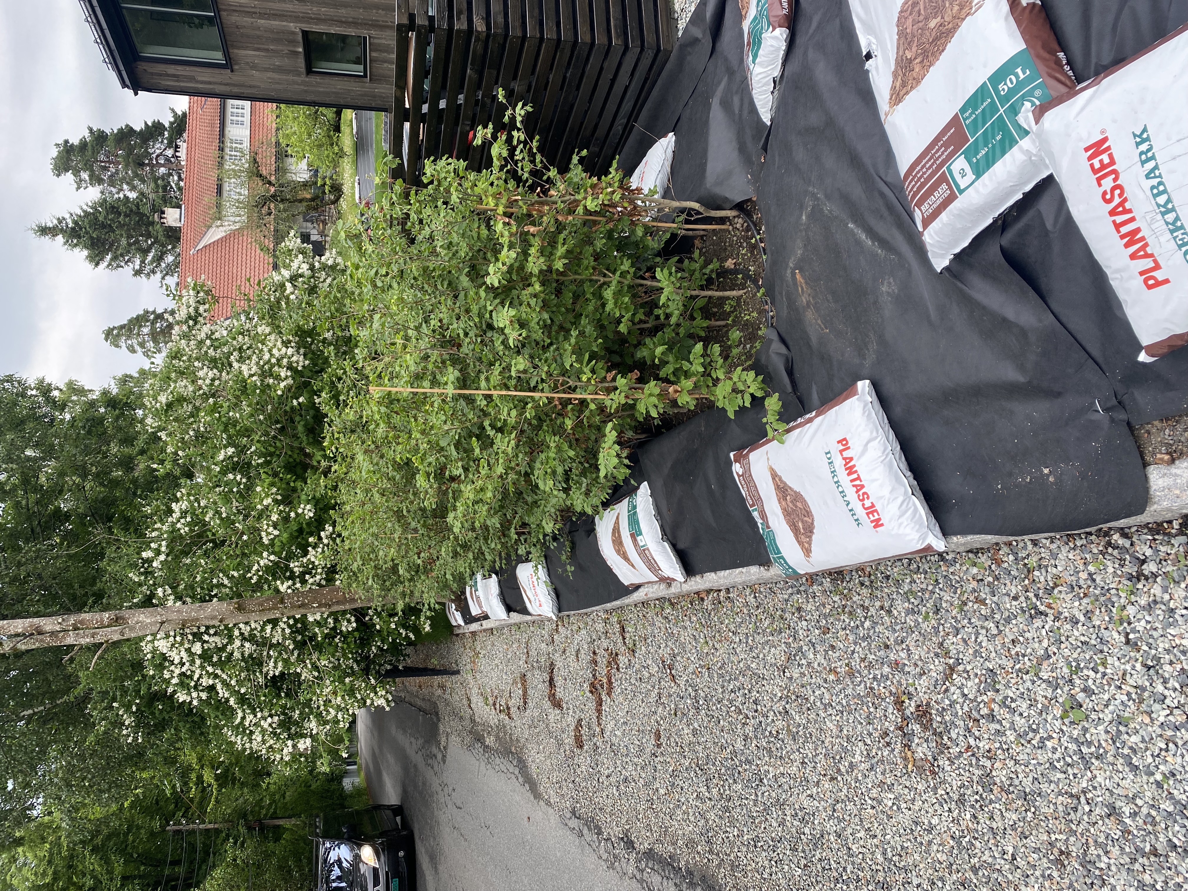 Bilde av hekk i vekst, grønn og frodig