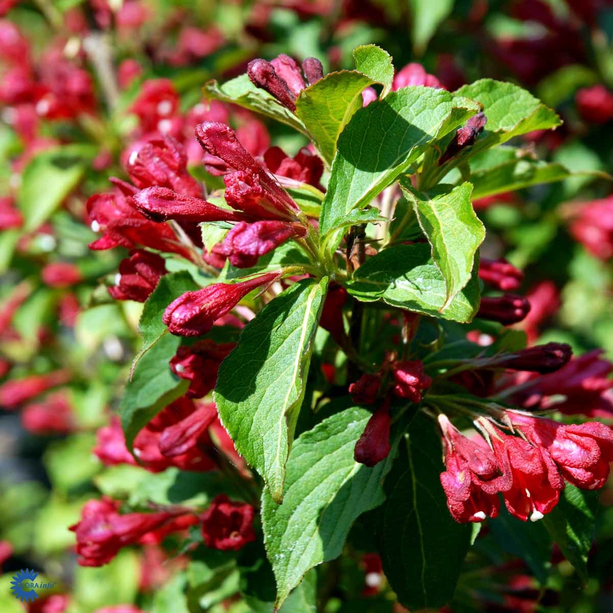 KLOKKEBUSK 'RED PRINCE' (BUSK)