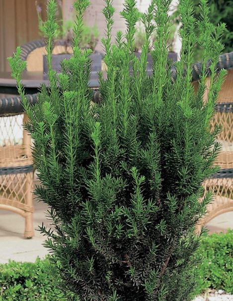 Taxus media Hillii hekkplante, frodig og robust