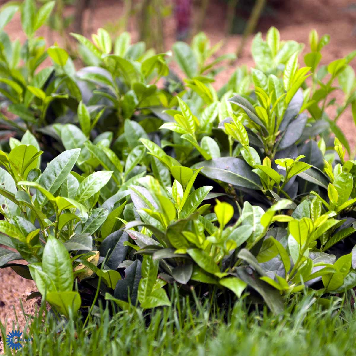 Laurbærghegg 'Piri'