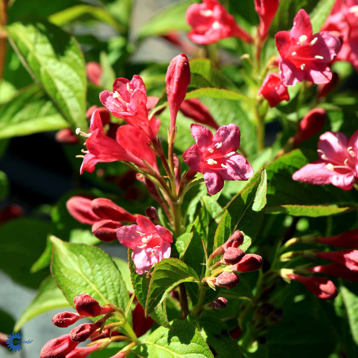 Klokkebuskhybrid Bristol Ruby