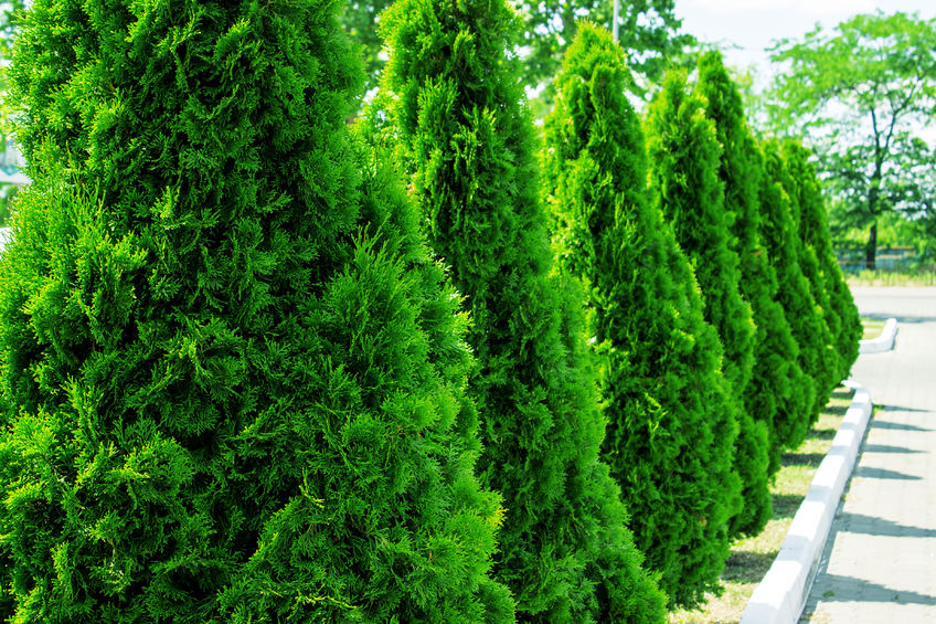 Thuja ferdighekk klar for utplanting