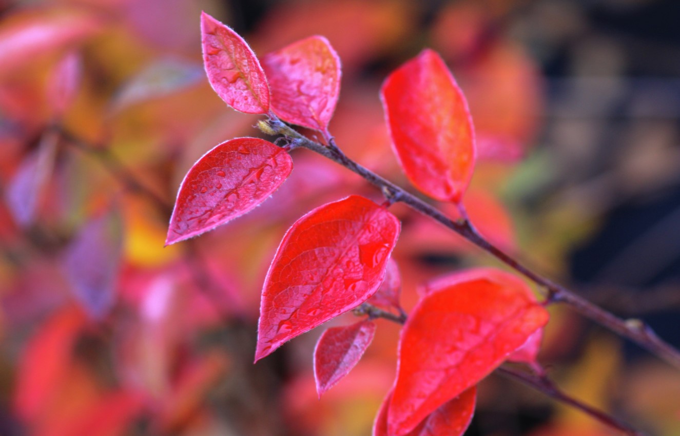 Blankmispel 'Romsdal' E