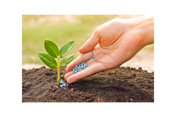 Bilde som viser gjødsling av hekk for optimal plantehelse