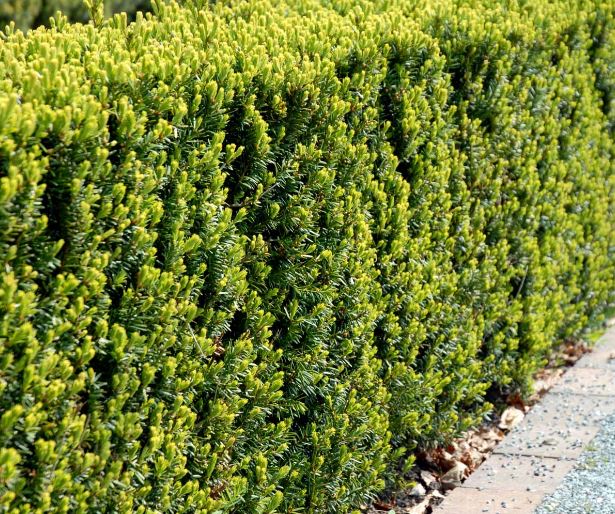 Taxus media Hicksii hekkplante, tett og frisk