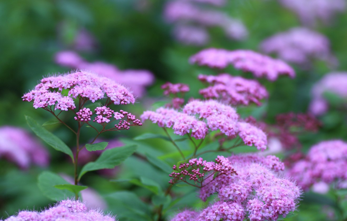 Norrlandsspirea (8 gr Co 3,5)