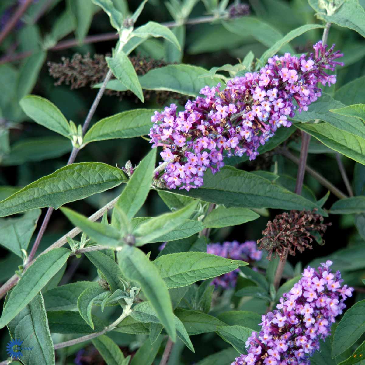 Sommerfuglbusk 'Ile de France'