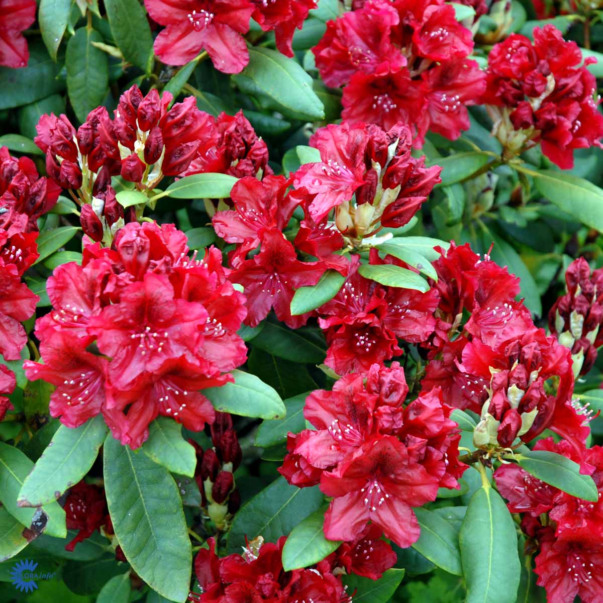 Rhododendron storblomstret  'Erato'