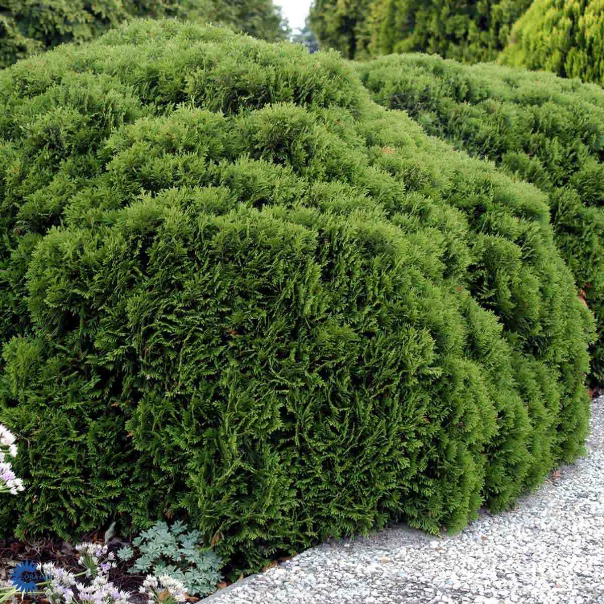 Tuja 'Danica', kuletuja