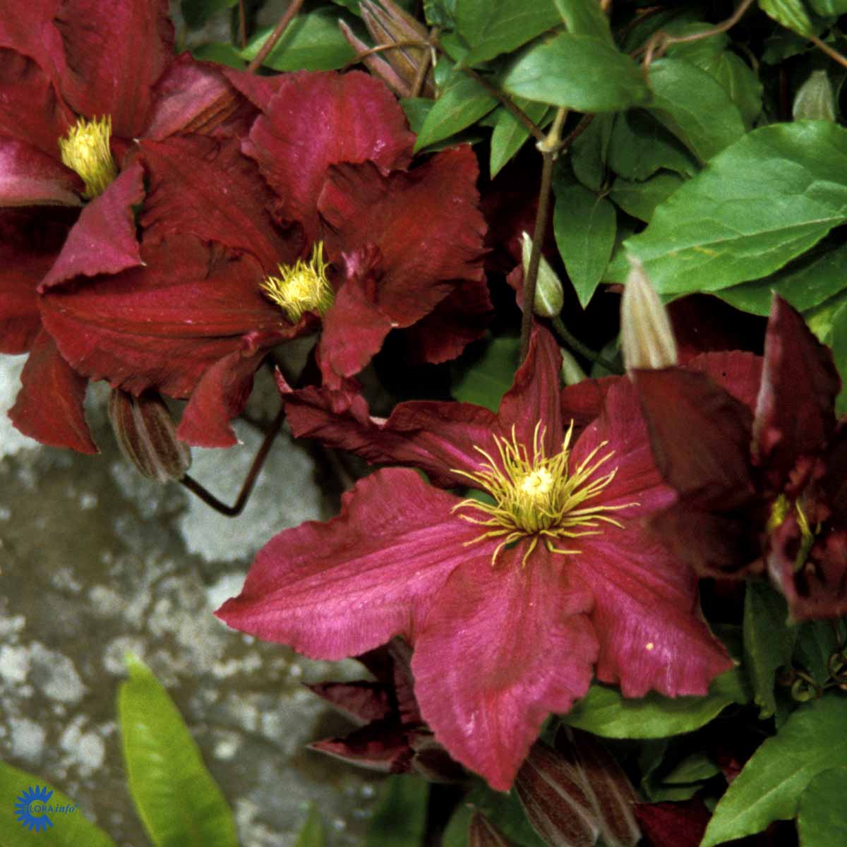 Klematis (Storblomstret) 'Niobe'