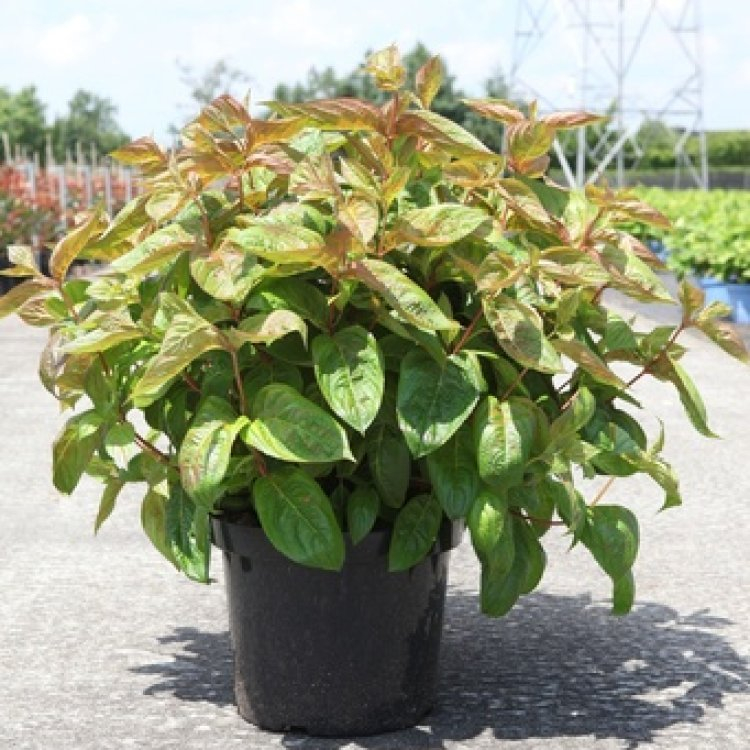 Klokkebusk 'Wings of Fire'