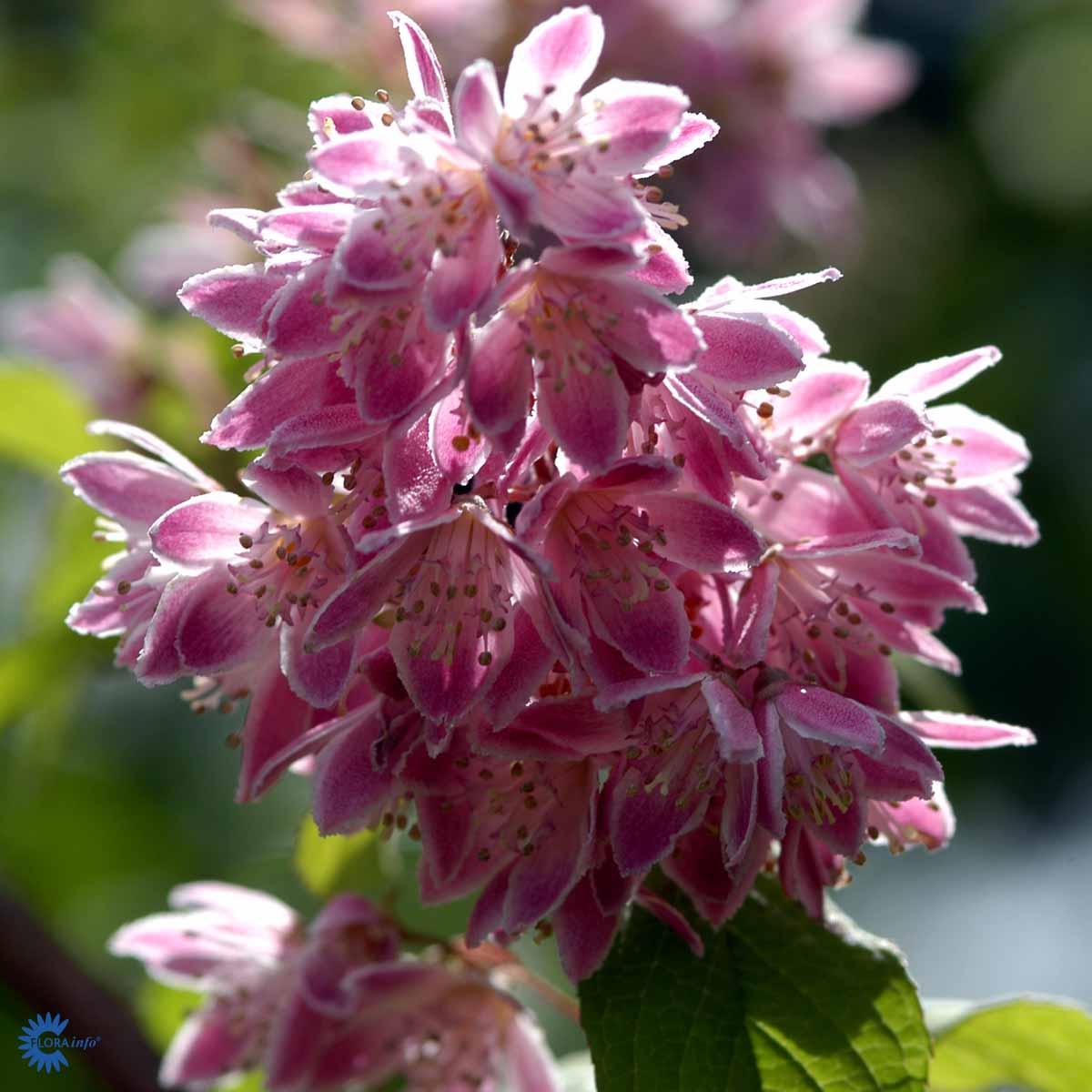 Stjernetopp 'Strawberry Fields'