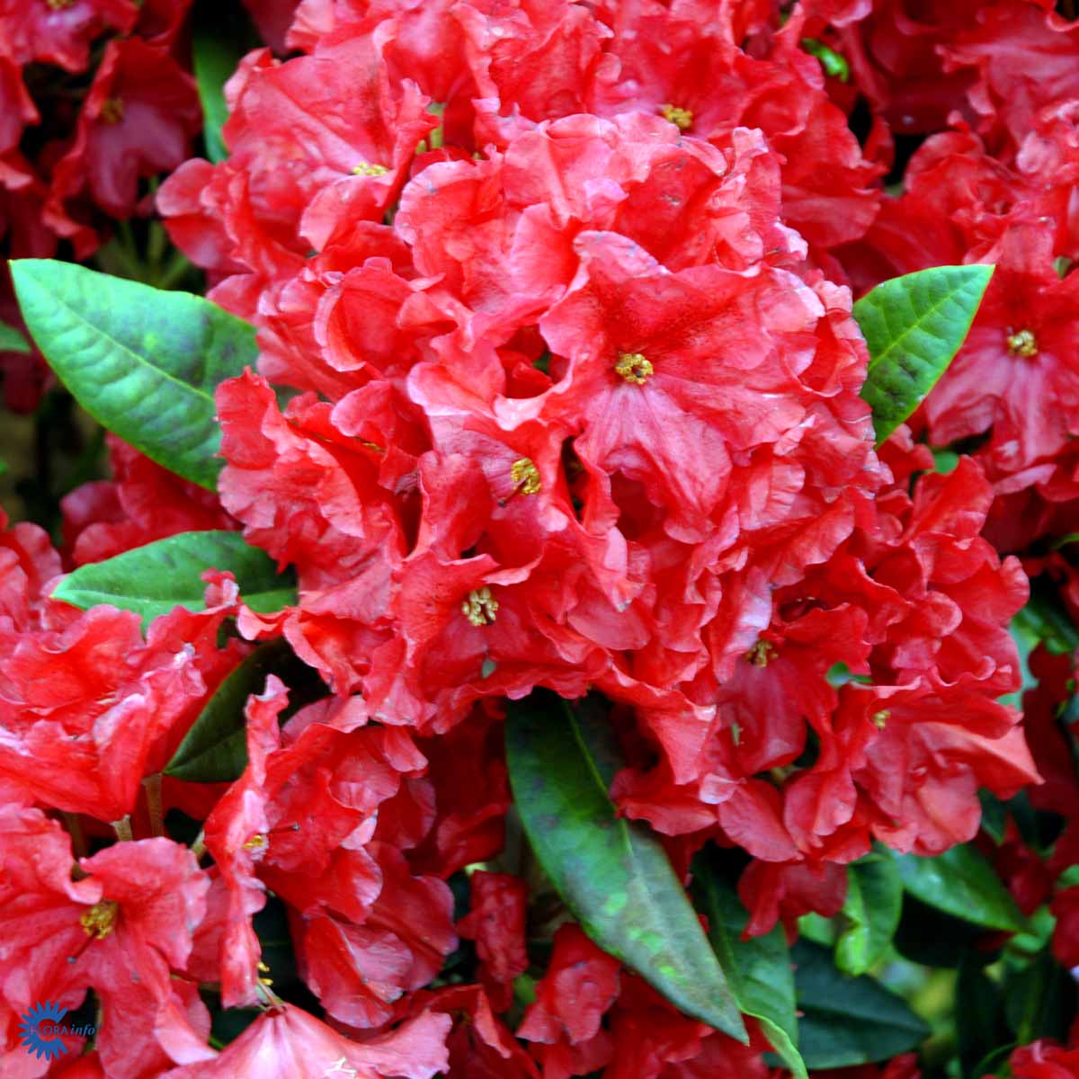 Rhododendron storblomstret 'Rabatz'