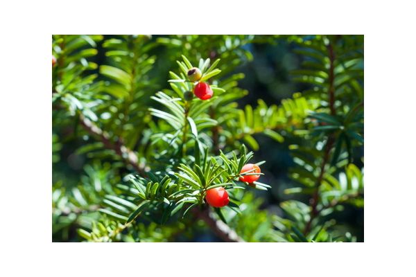 Barlind hekk (Taxus baccata), tett og grønn året rundt