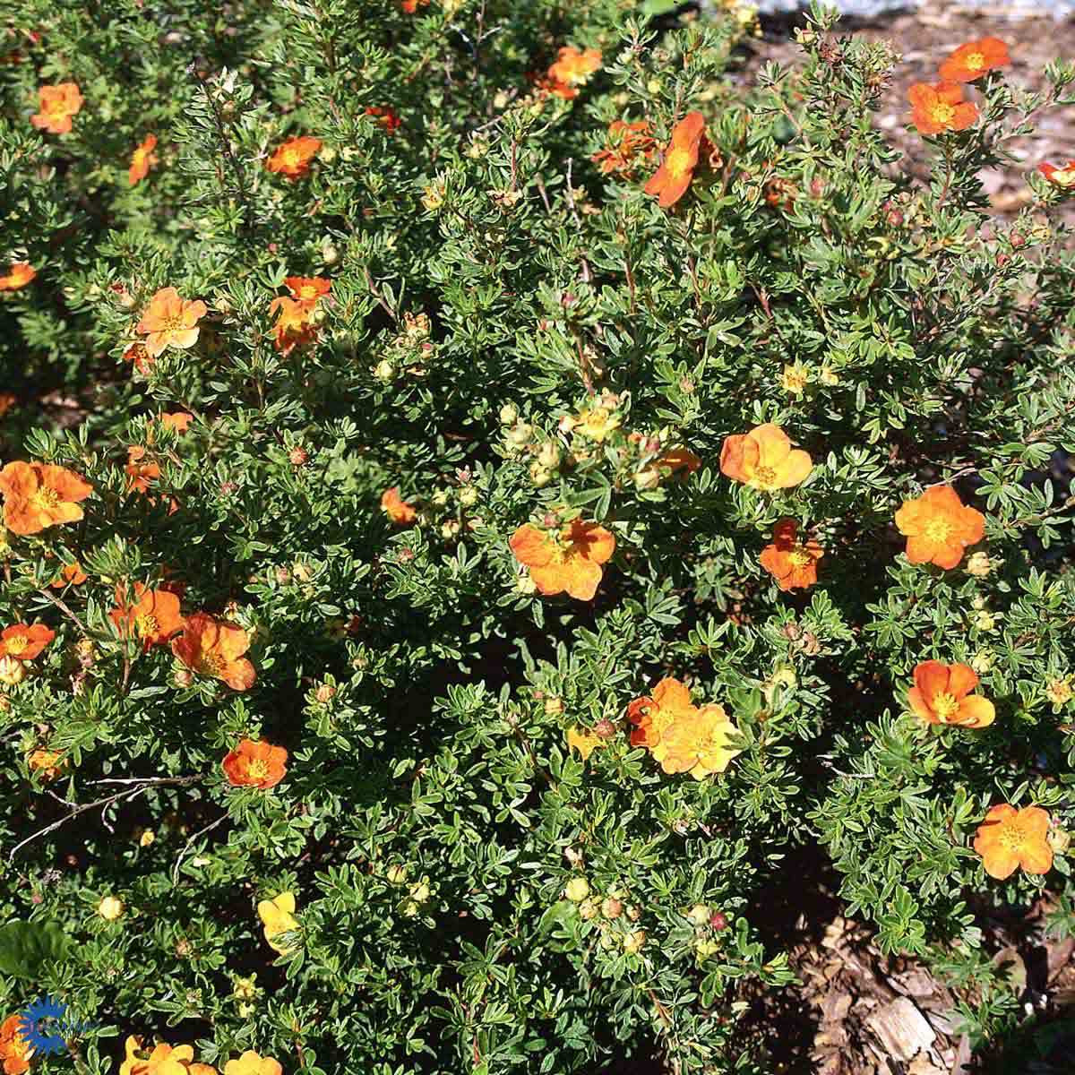 BUSKMURE 'RED ACE' (BUSK)