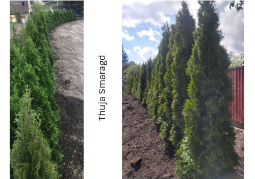 Thuja hekkplante, frodig og robust