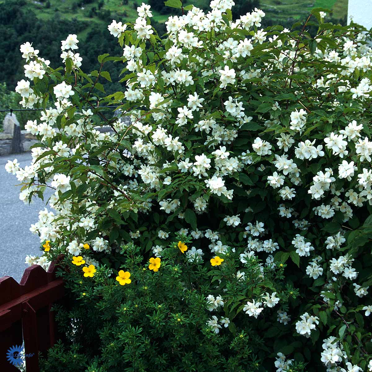 Duftskjærsmin (3 gr Co 3,5)