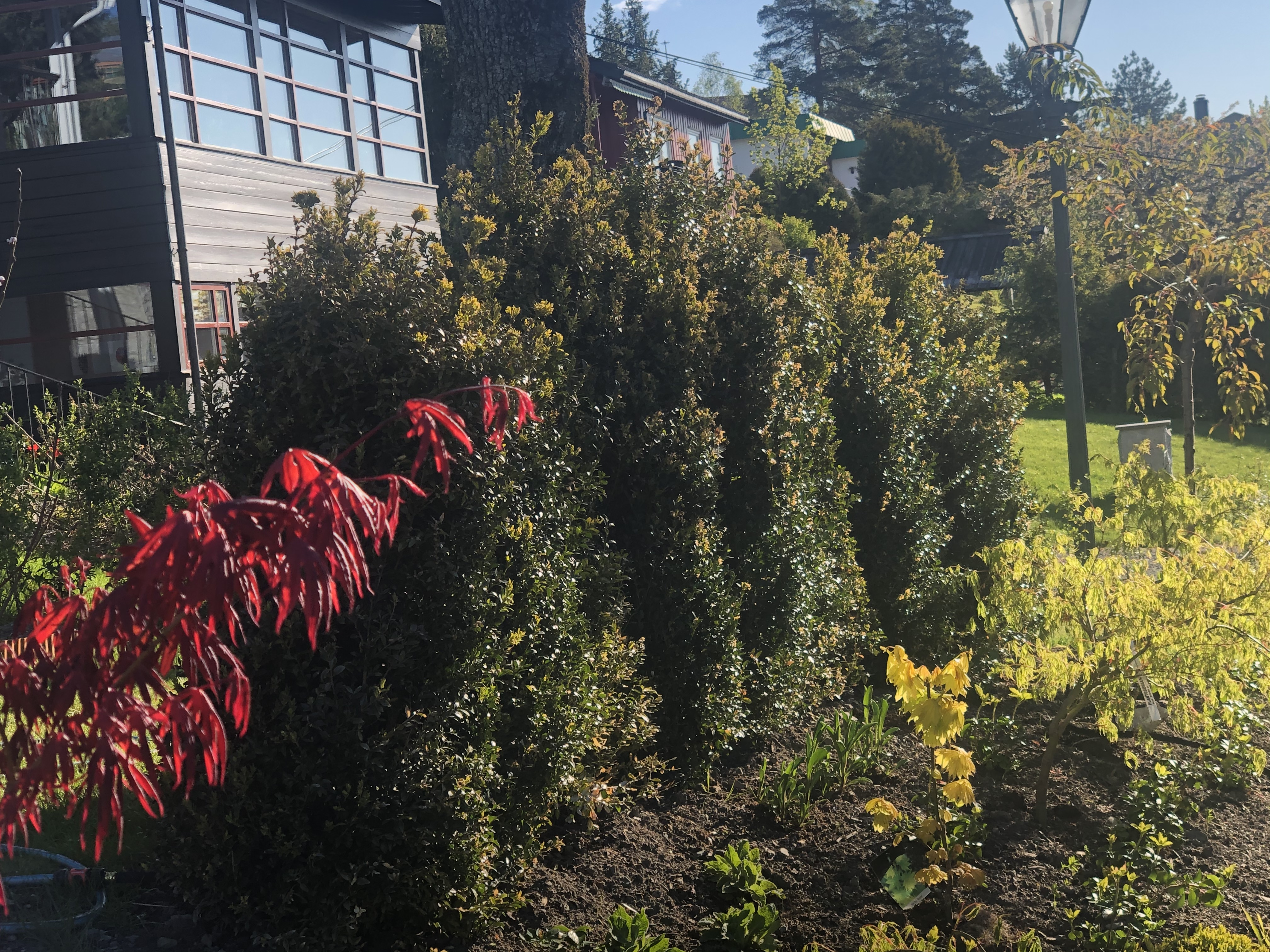 Buksbom ferdighekk Billingstad