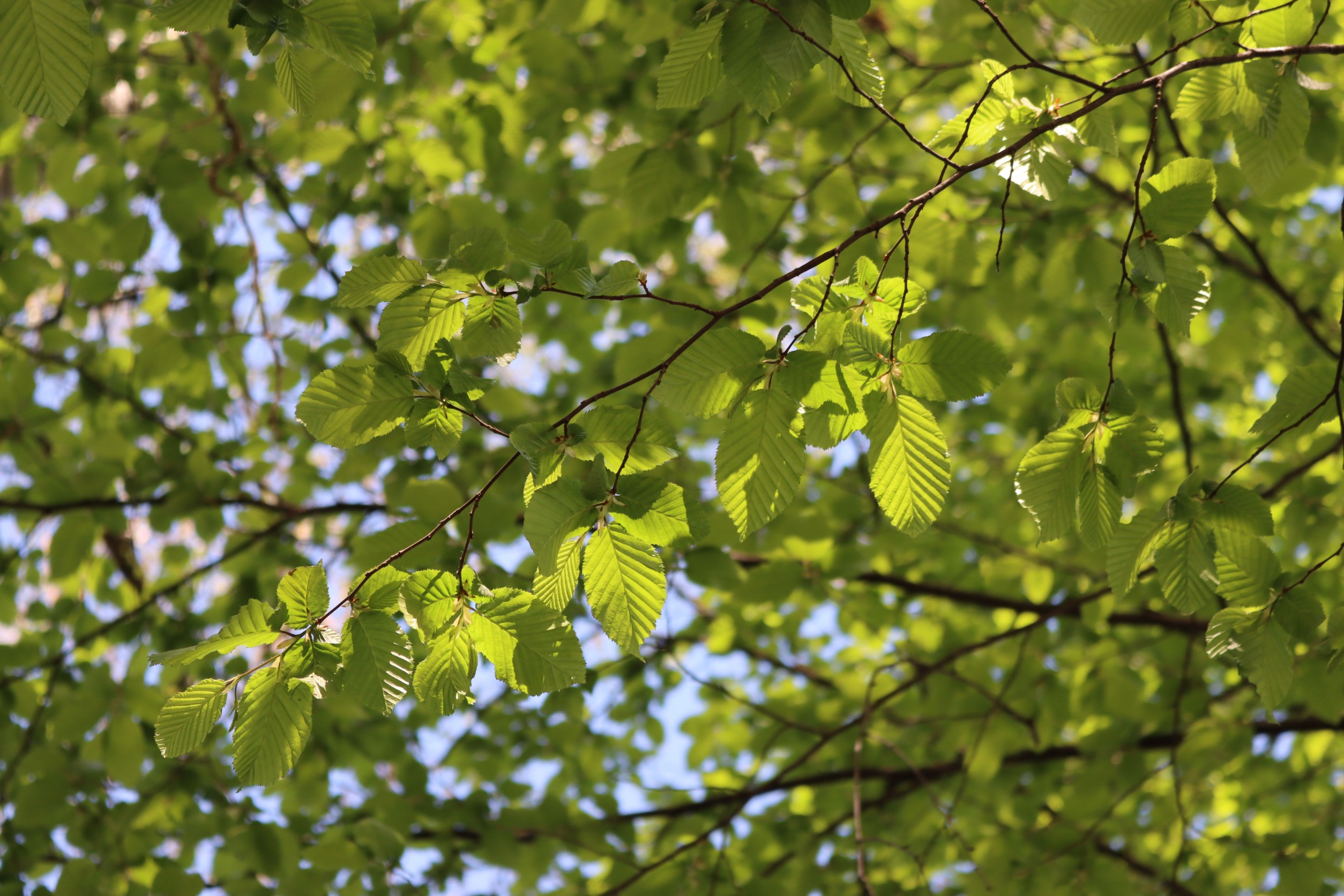 Agnbøk hekk mot blå himmel