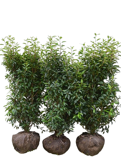 Laurbær Portugisisk (Ferdighekk 80 cm +)