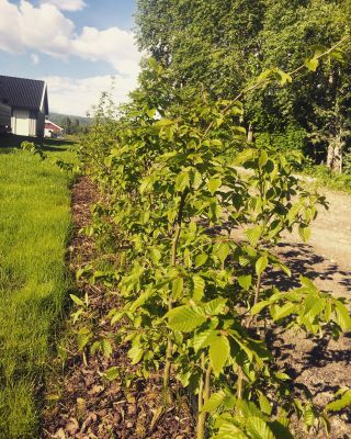 Agnbøk barrotplanter klare for hekk i Hof