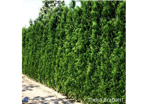 Thuja hekkplante, tett plantevekst