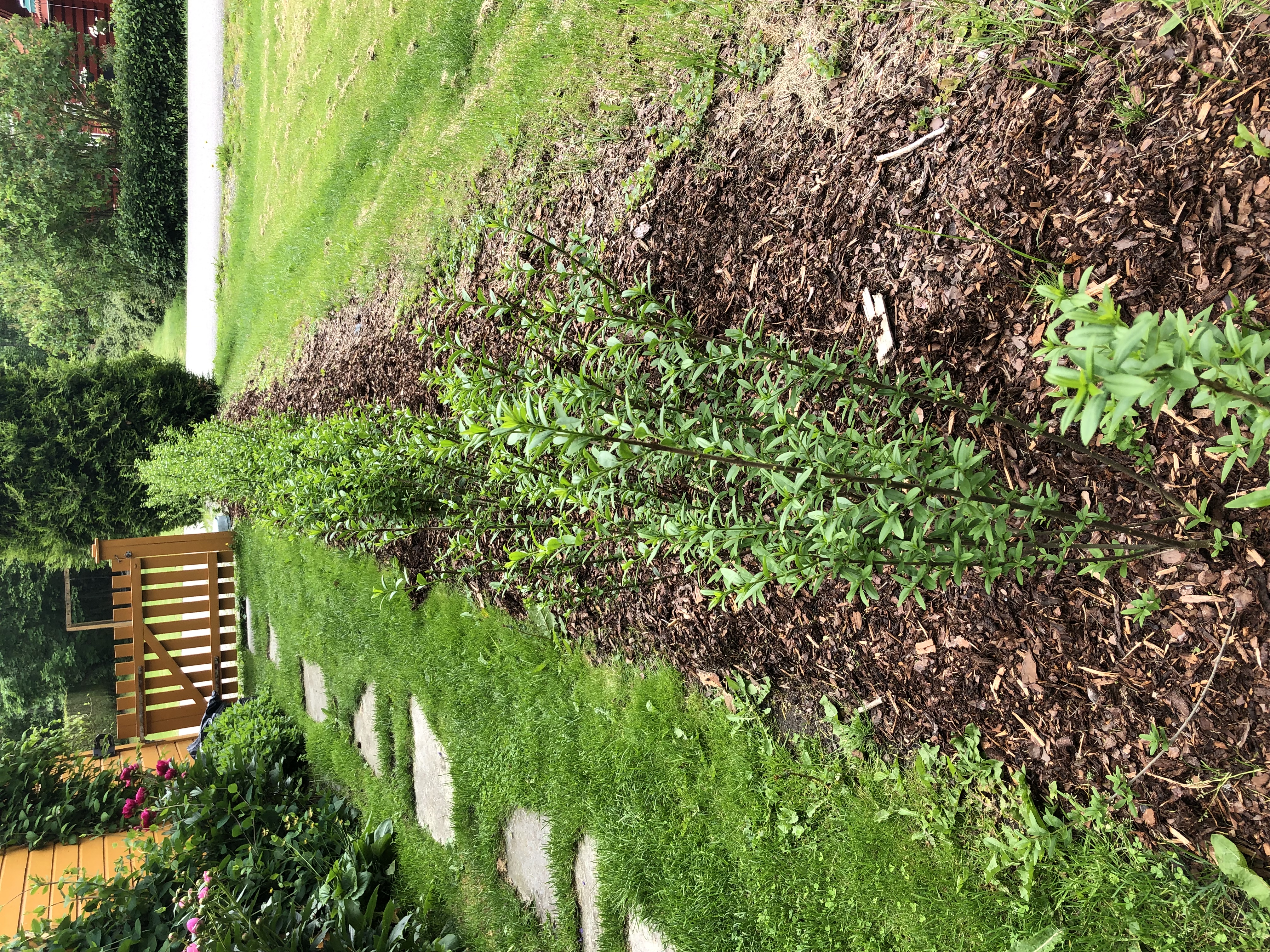 Kunde med Ligustrum Liga barrot hekkplanter
