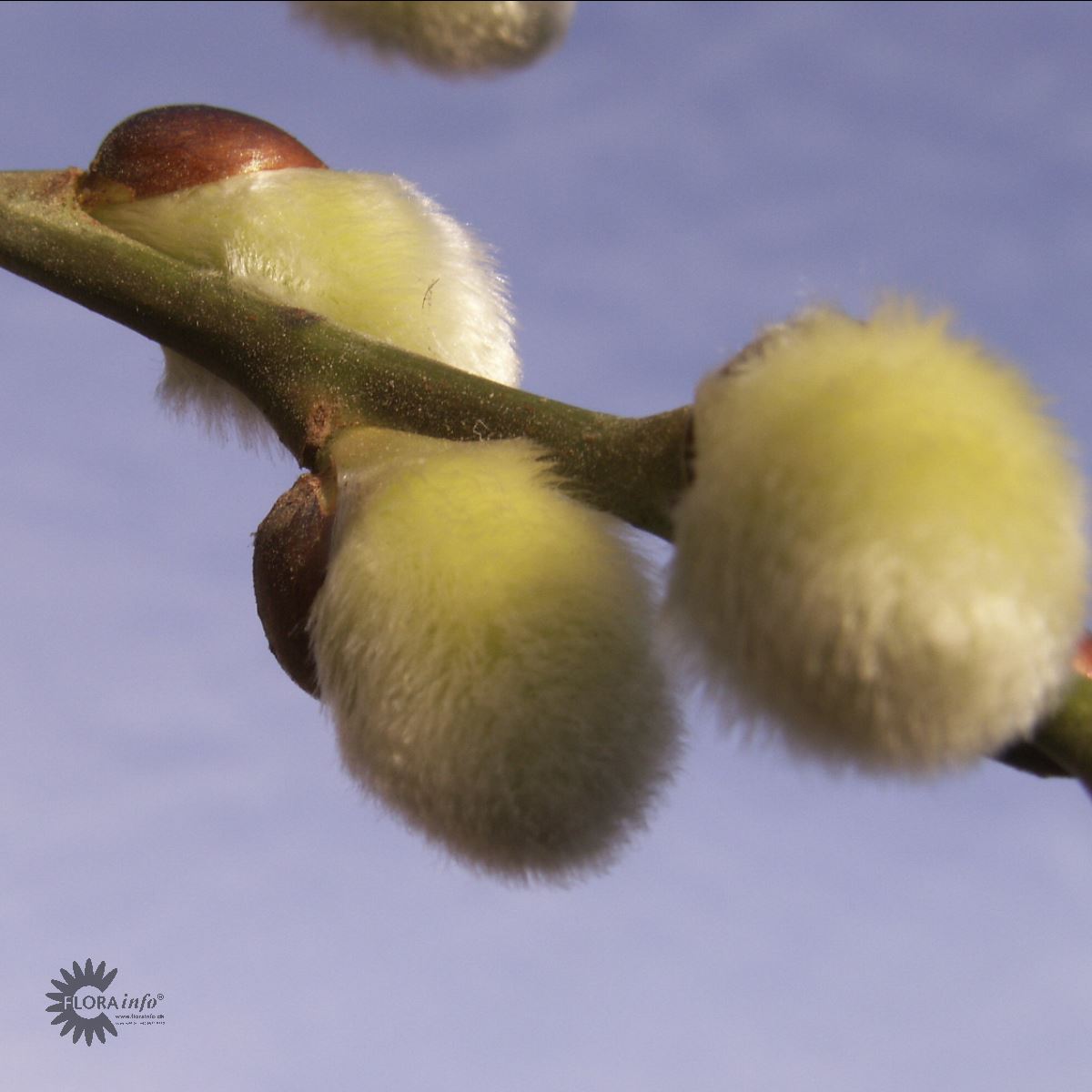 Hengepil 'Kilmarnock'