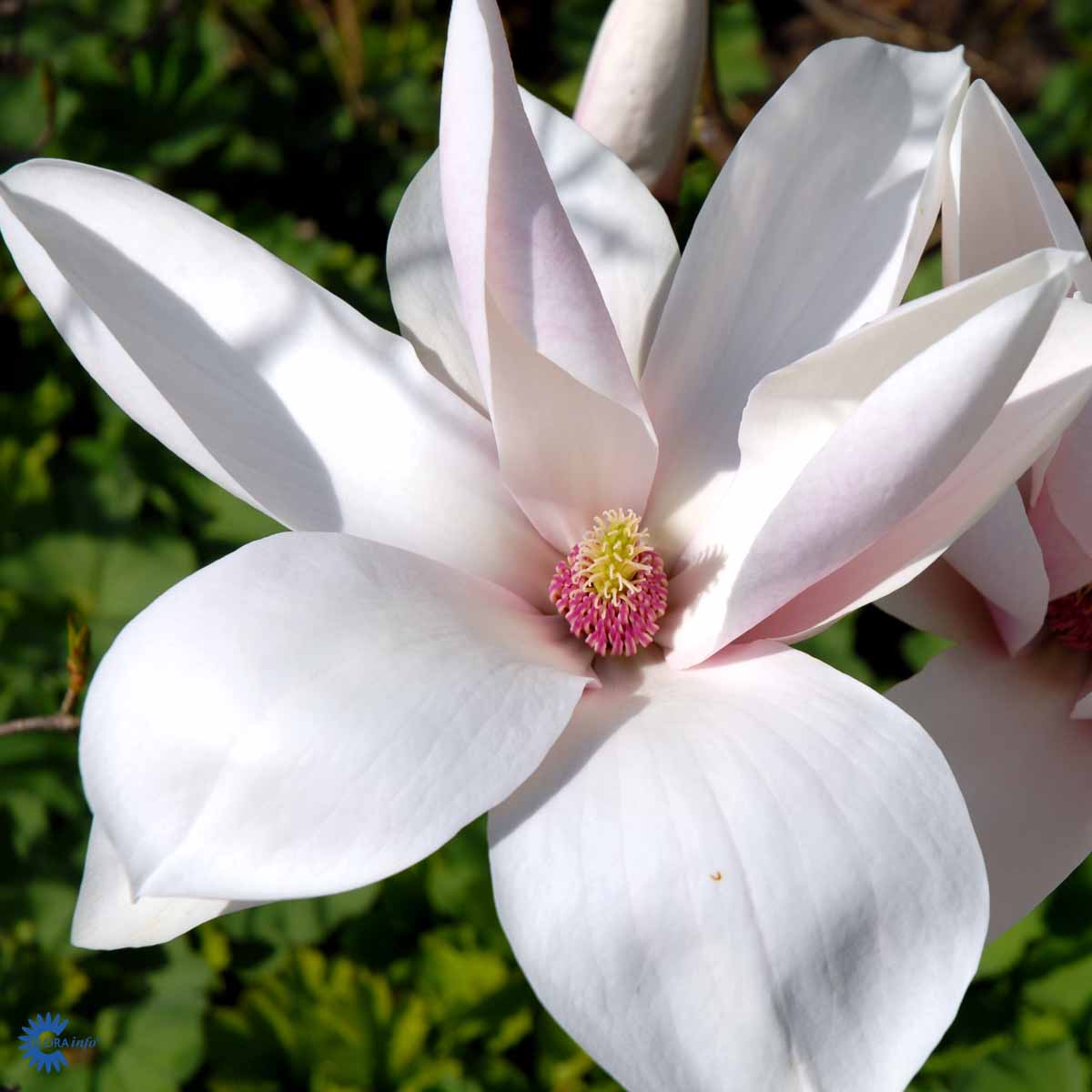 Magnolia 'Heaven Scent'