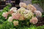 Vierhortensia Candybelle Marshmallow