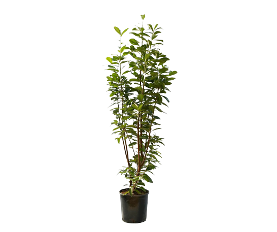 Laurbærhegg 'Novita' (Ferdighekk 125 cm+)