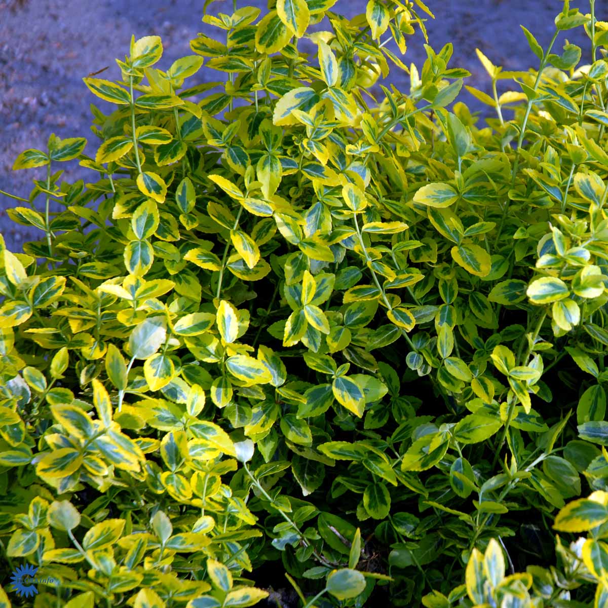 Klatrebeinved 'Emerald Gold'