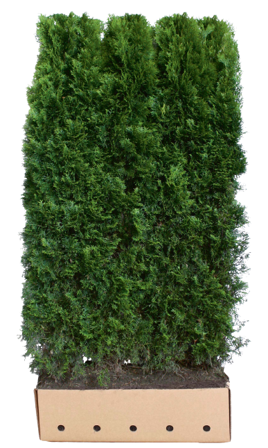Thuja Smaragd (Hekkelementer på 1 meter)