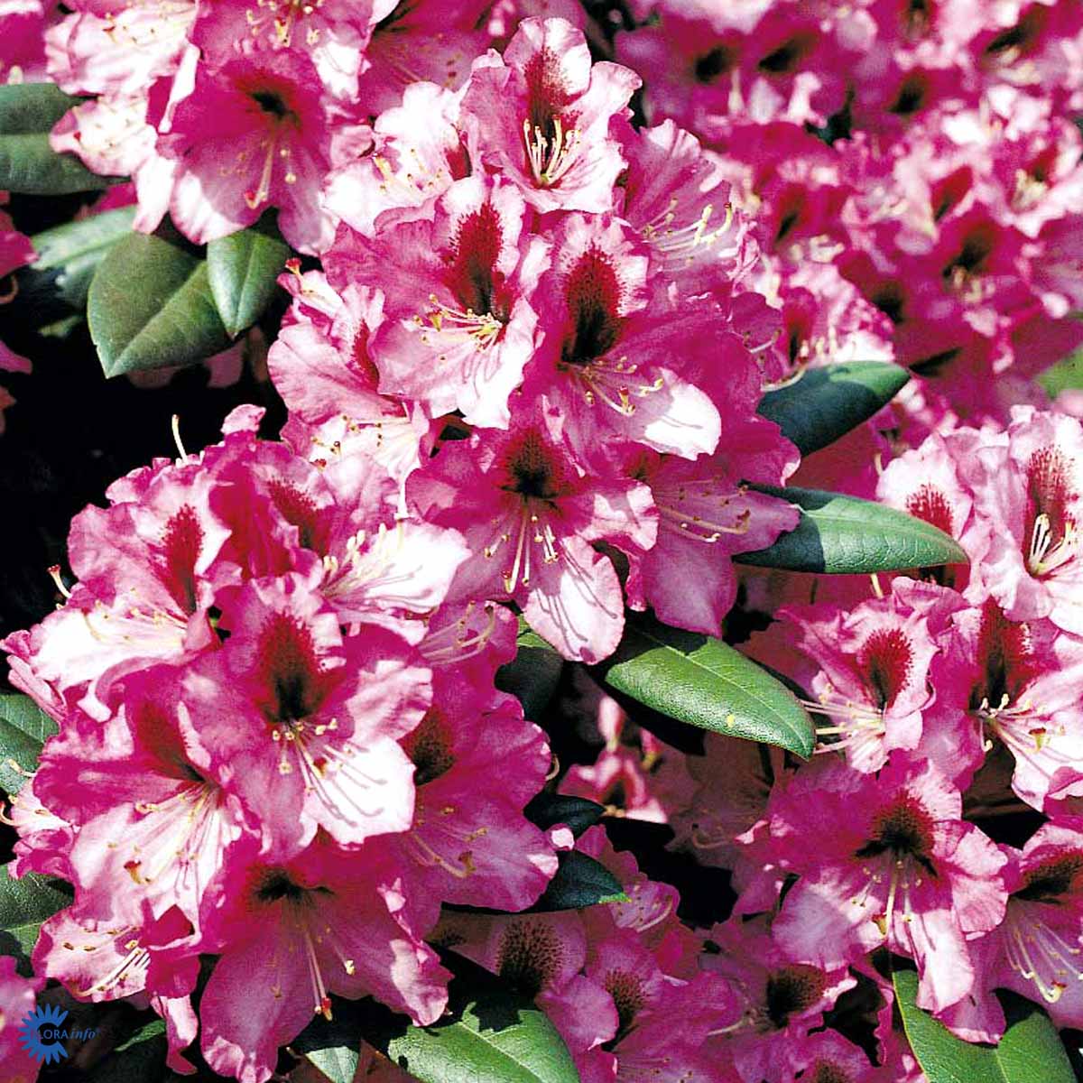 Rhododendron storblomstret  'Kokardia'