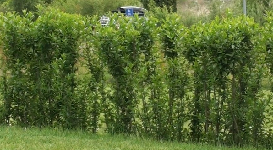 Liguster hekk plantet på Tjøme, grønn og tett