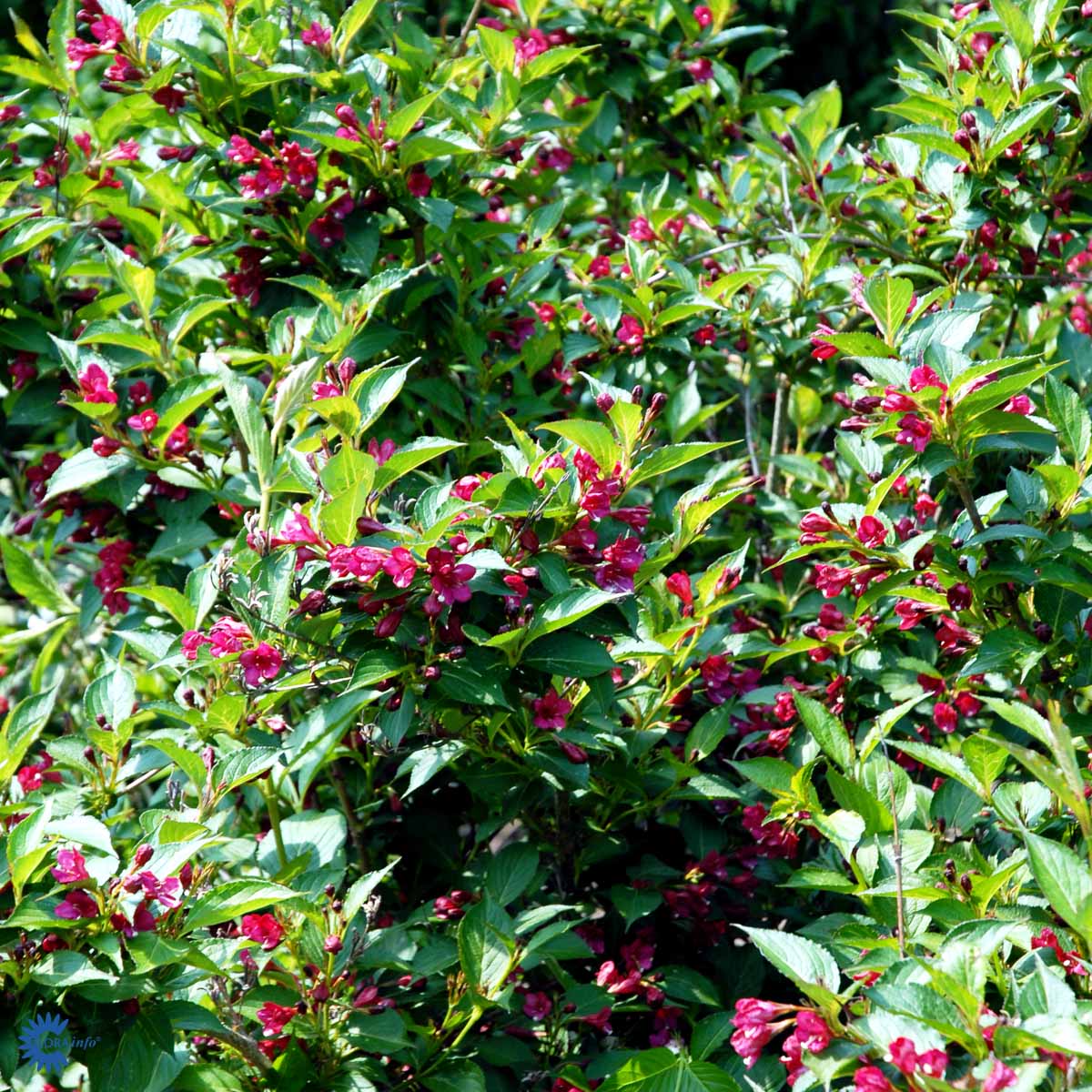 Klokkebusk 'Eva Rathke'