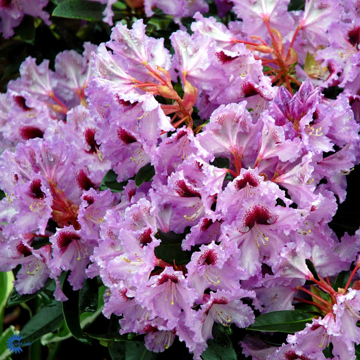 Rhododendron storblomstret  'Kabaret'