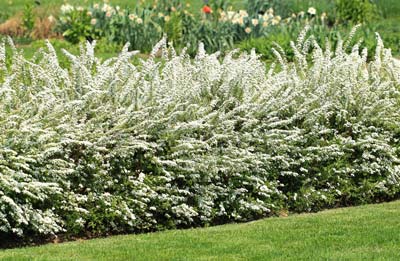 Spirea vanhouttei hekk i full blomst