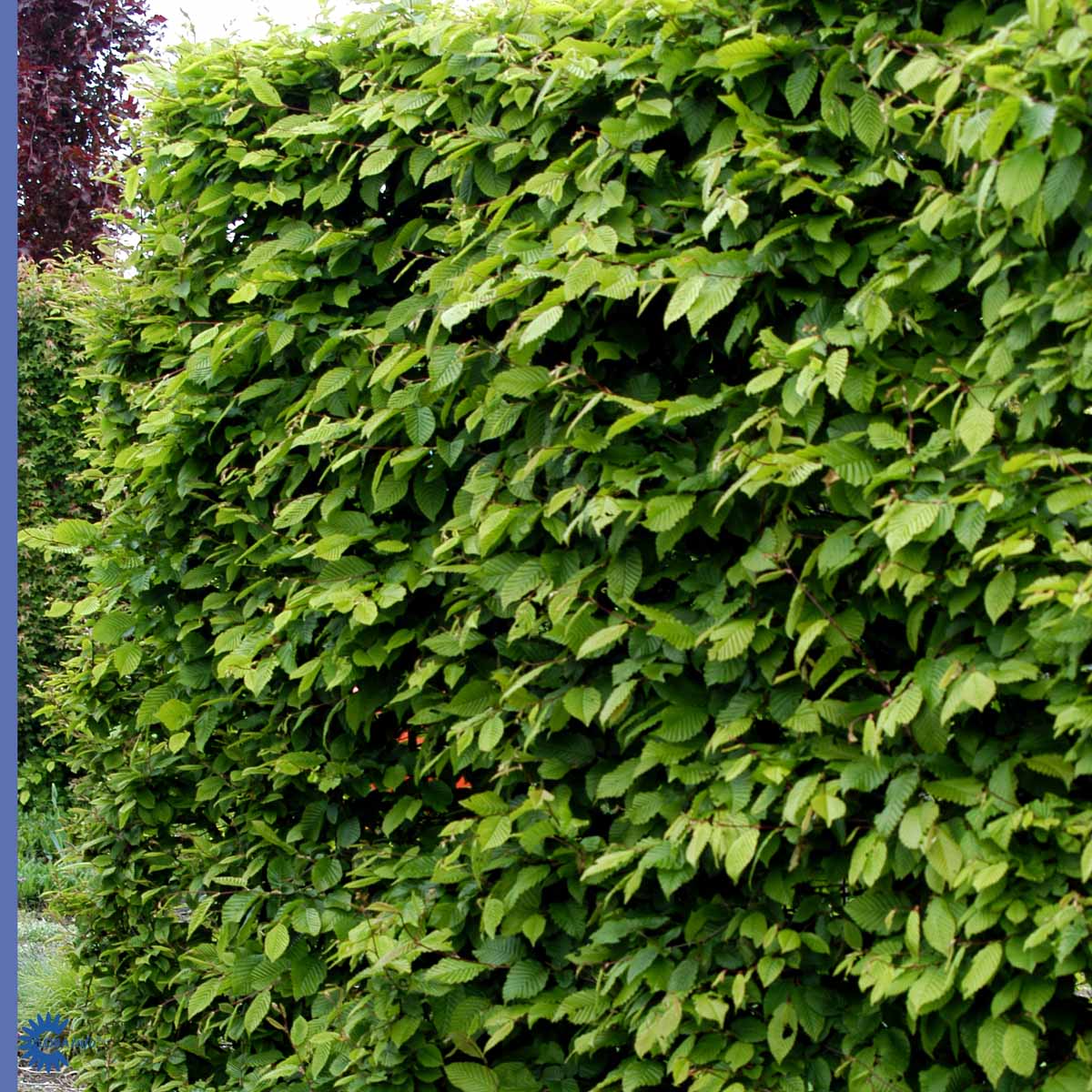Agnbøk hekkplante, grønn og løvfellende