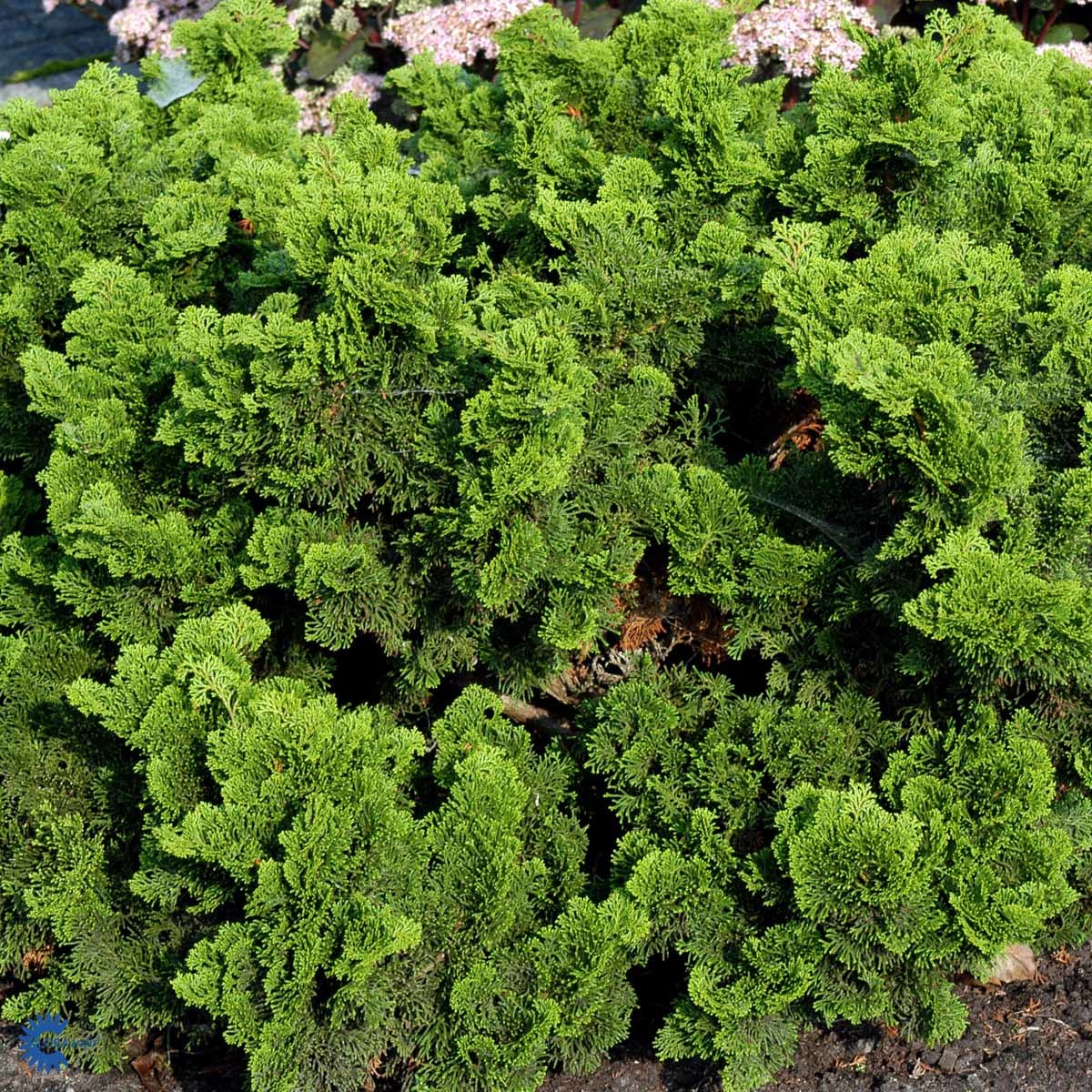 Solsypress 'Nana Gracilis'