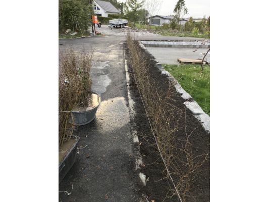 Agnbøk hekk plantet på ågotnes, grønn og robust