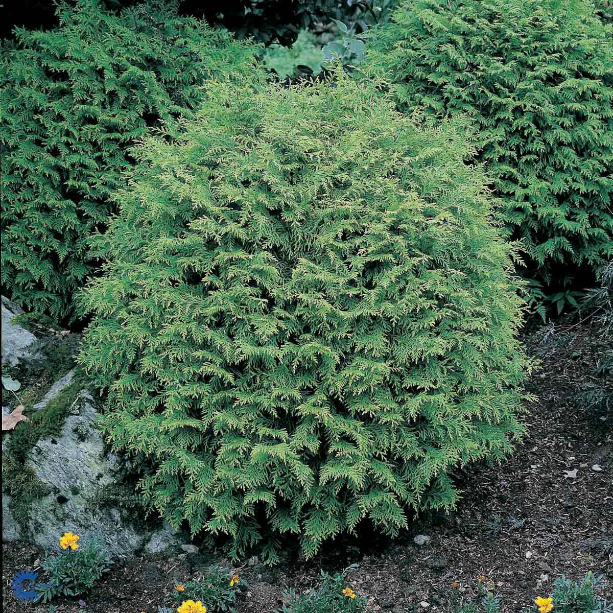 Lawsonsypress 'Globosa'