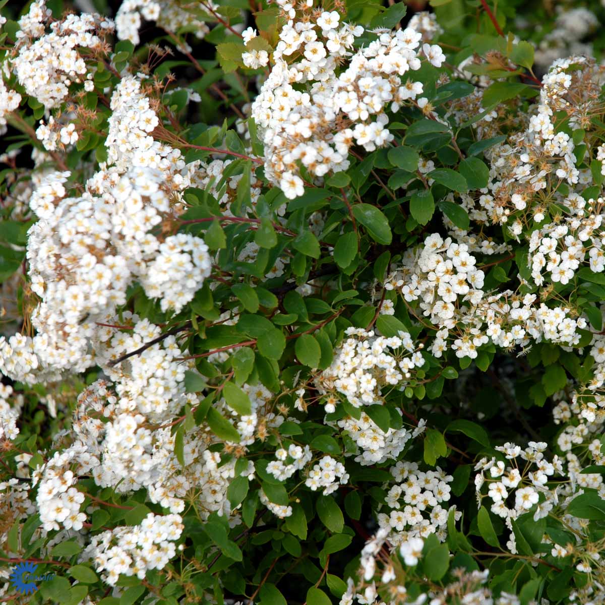 Spiraea vanhouttei hekkplanter bilde 3
