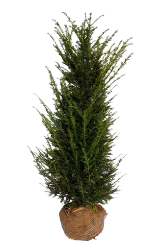 Taxus baccata hekk, produktbilde uten bakgrunn