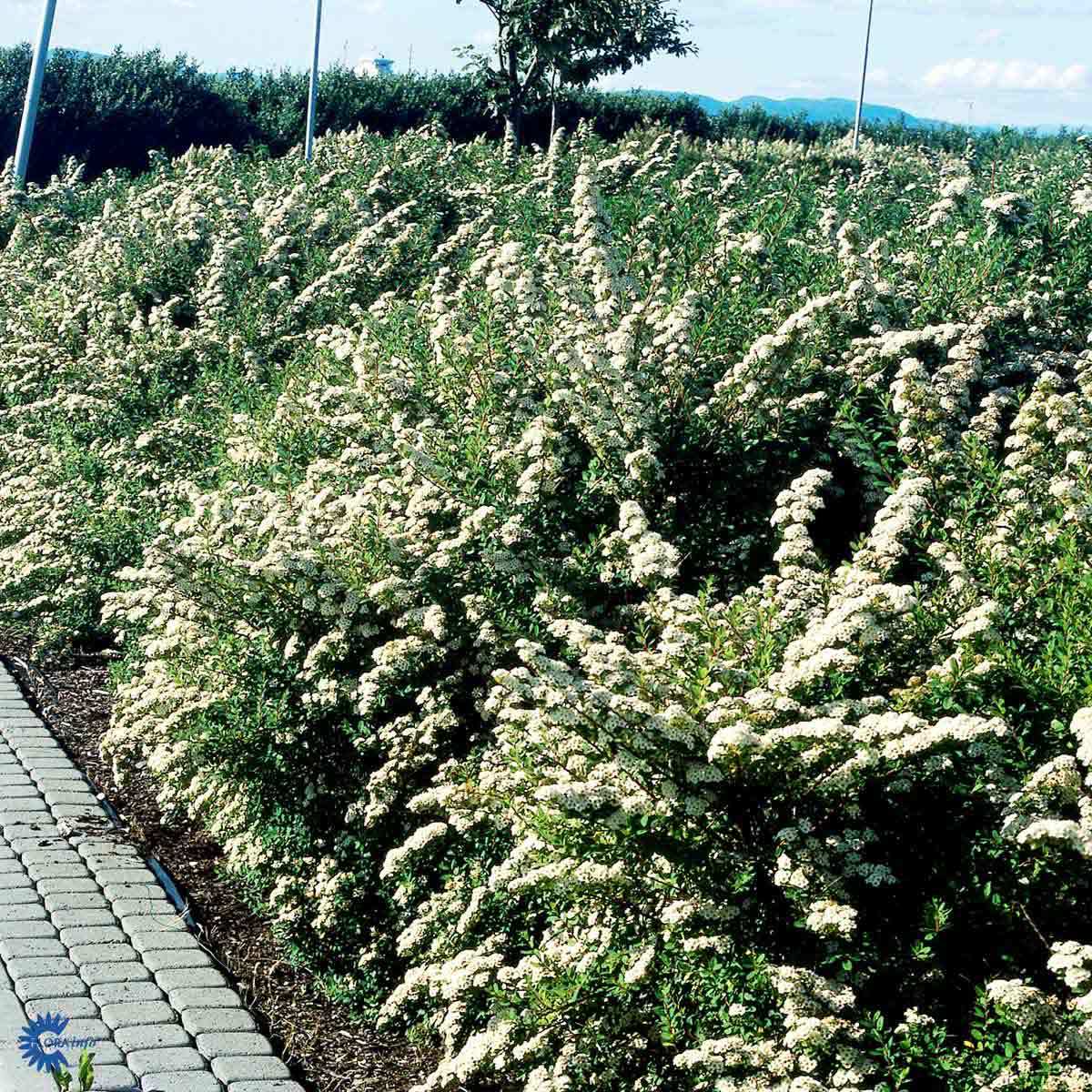 NIPPONSPIREA (Sommerspirea)