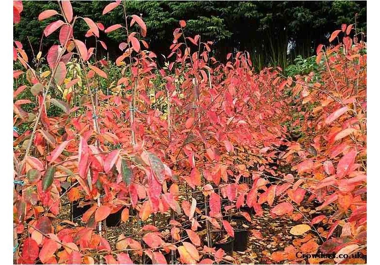 Amelanchier lamarckii hekkplante