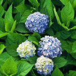 Hortensia 'Nikko Blue'